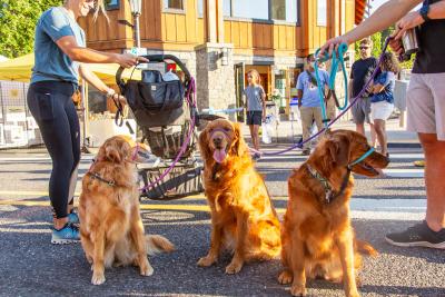Dogs sit on the street during First Friday in downtown Troutdale