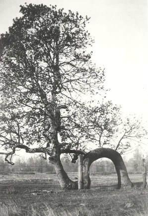 The original Lovers oak was located on what was once Sundial Ranch