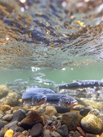 Underwater view of smelt swimming upstream in the Sandy River at Glenn Otto Park. Photo by Marlee Boxler