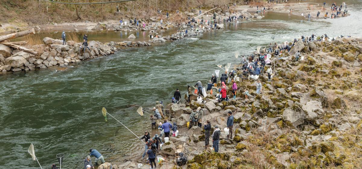 Smelt dippers flocked to the Sandy River on March 30 for a one-day fishing season. Photo by Marlee Boxler