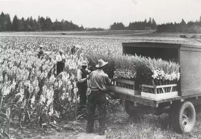 A gladiola field in Troutdale on September 11, 1937. Photo courtesy of the Troutdale Historical Society.