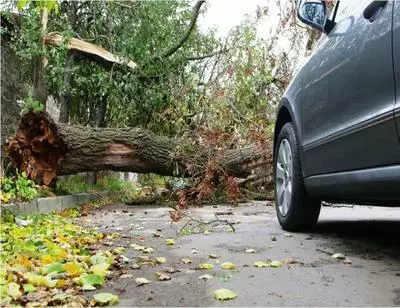 What happens when a tree falls in Troutdale?