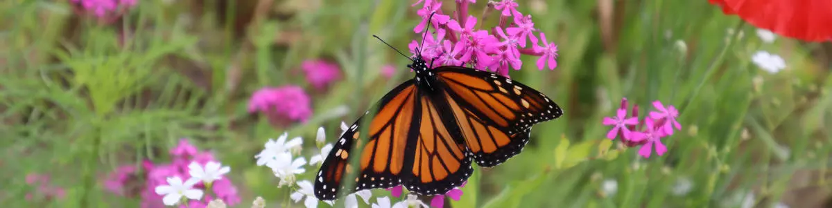 Monarch butterfly