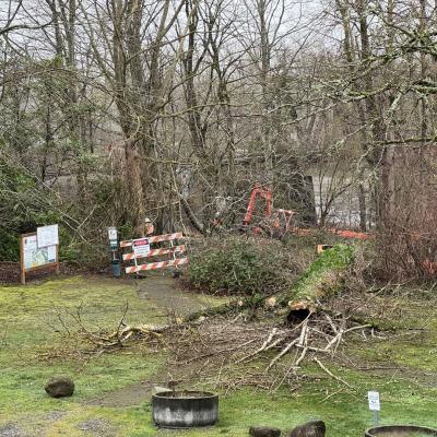 Crews clear bushes and trees at the Sandy River Park and Trail