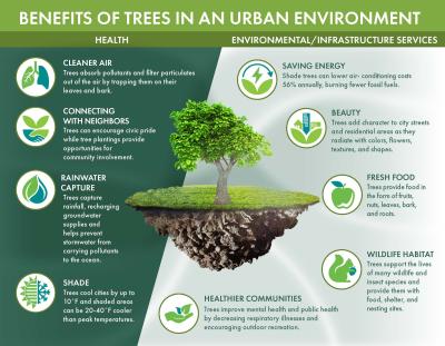 Benefits of trees