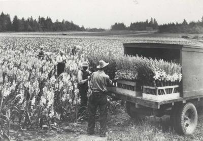 gladiola_field_1937.jpg A gladiola field in Troutdale on September 11, 1937. Photo courtesy of the Troutdale Historical Society.