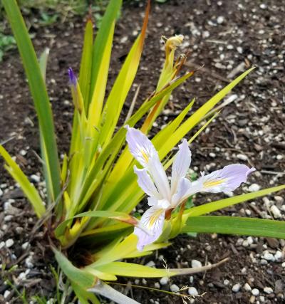 Sunrise Park Pollinator Garden