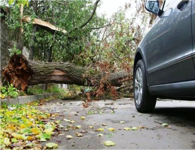 fallen_tree.jpg What happens when a tree falls in Troutdale?