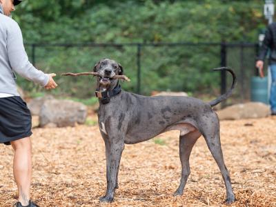 Large dog playing with a stick at Troutdale's off-leash dog park