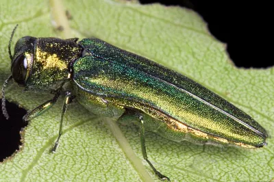 Emerald ash borer. Credit: David Cappaert, Bugwood.org