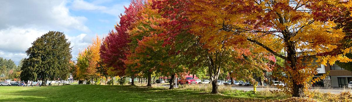 A row of maple trees in bright fall colors stand along Troutdale Road at College Nature Park