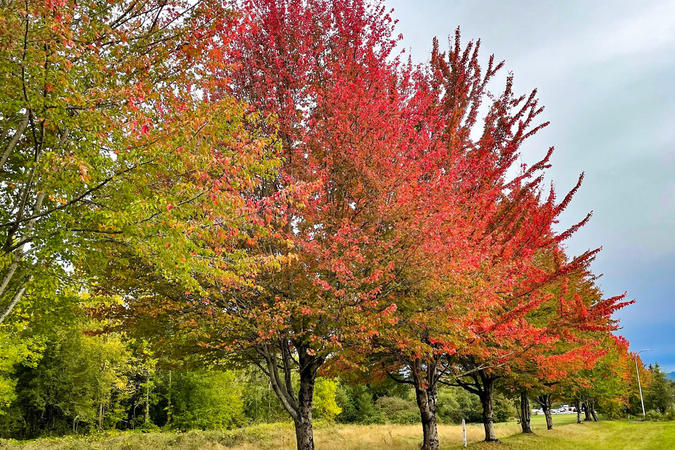 Maple trees showing fall colors at College Nature Park in Troutdale