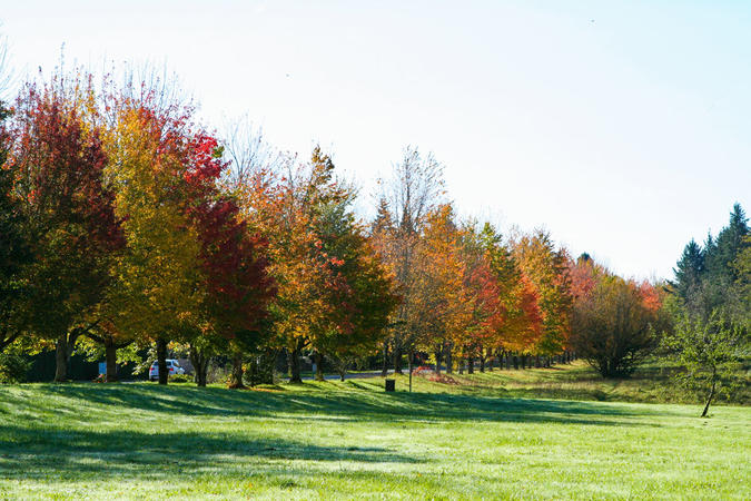 Maple trees showing fall colors surrounding a green lawn at College Nature Park in Troutdale