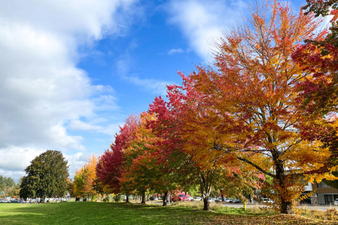 Red and yellow trees at College Nature Park under a blue sky with white clouds