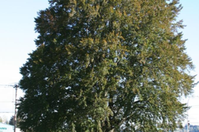 The historic Baker Copper Beech Tree stands over a grass lawn near the corner of Stark Street and Troutdale Road